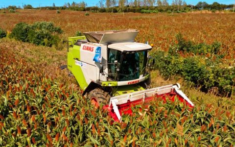 走进洋河“第一生产车间”，万亩高粱筑牢品质根基